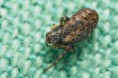/album/araneidae/cercidia-prominens-4mm-m-jpg/